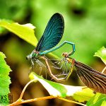 Александър Карамфилов