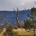 Село Павелско