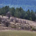 Село Павелско