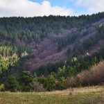 Село Павелско