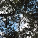 Село Павелско