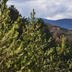 Село Павелско