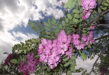 Когато акации красяха Пощата (Фотогалерия)