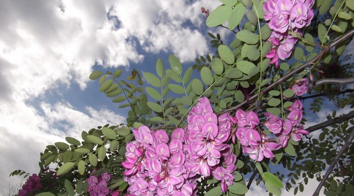 Когато акации красяха Пощата (Фотогалерия)