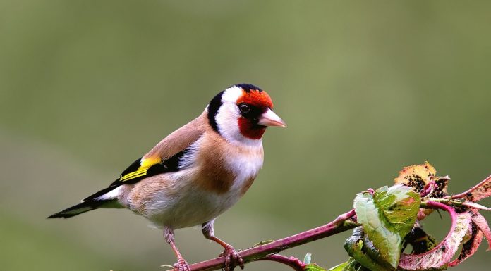 Птиците, иззети от БАБХ, са умъртвени в село до Радомир