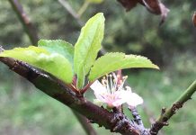 Търси се име и лого на Ботаническата градина в Пловдив