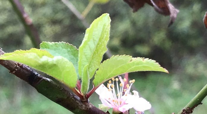 Пловдивската общност възстановява Ботаническата градина