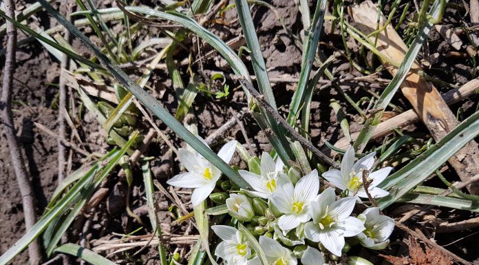 Доброволци организират детска работилница на открито в Ботаническата градина