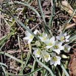 Ботаническа градина на Аграрен унверситет – Пловдив