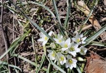 “Мисли Зелено” почиства Ботаническата градина на Аграрния университет – Пловдив