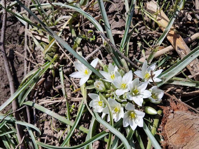 Ботаническа градина на Аграрен унверситет - Пловдив