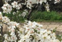 Възраждане и история на Ботаническата градина на Пловдив bot gradina