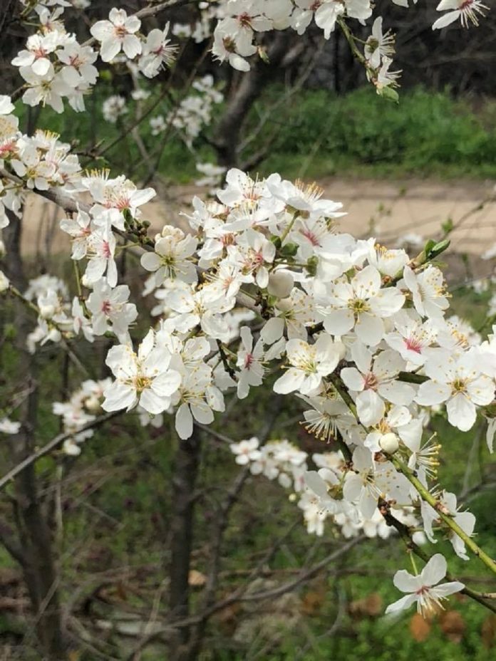 bot gradina bot gradina