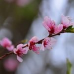 30264914_1904301082927392_7085221456362951341_n