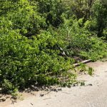 Ботаническа градина