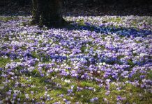 Да изчистим ботаническата градина на Пловдив minzuhari