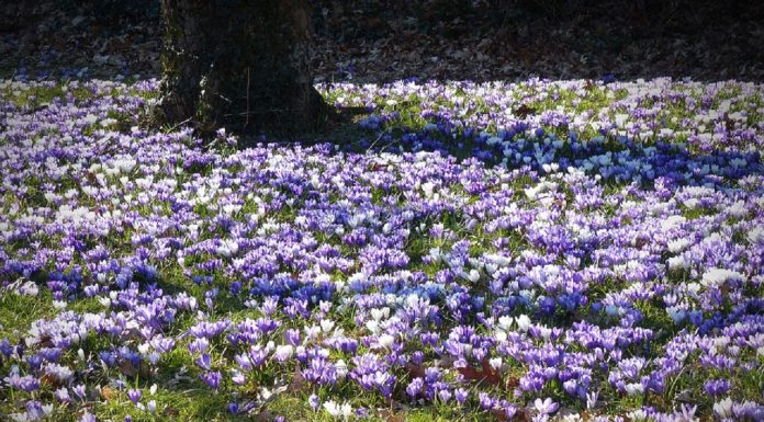 Да изчистим ботаническата градина на Пловдив minzuhari