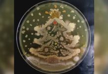 Микробиолози “рисуват” Ван Гог с палитра от бактерии