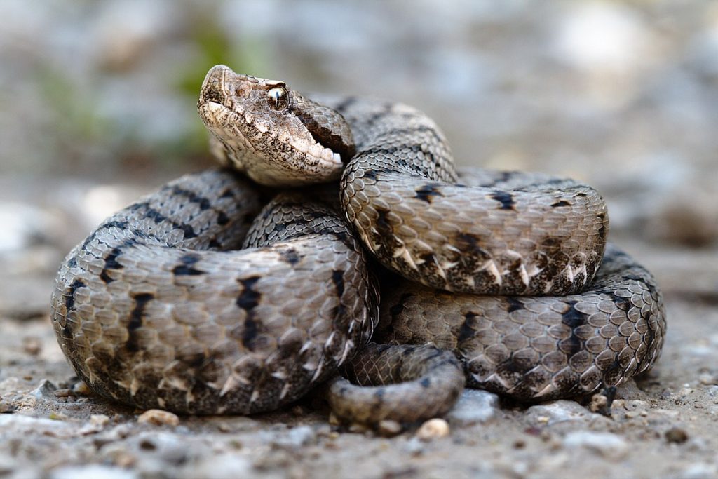 Аспида (Vipera aspis)