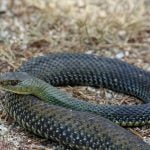 Вдлъбнаточел смок (Malpolon insignatus)