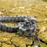 Котешка змия (Telescopusfallax)