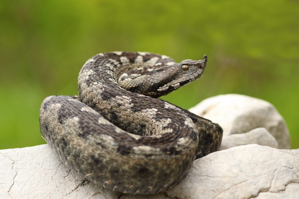 Пепелянката (Vipera ammodytes)