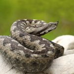 Пепелянката (Vipera ammodytes)