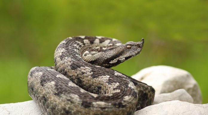 Кои са отровните змии в България и какво трябва да направим, ако ни ухапят? Пепелянката (Vipera ammodytes)