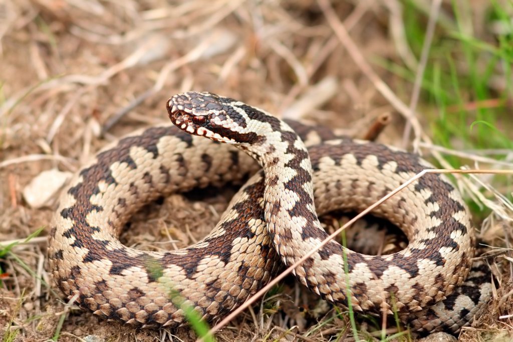 Усойницата (Vipera berus)
