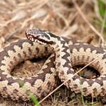 Усойницата (Vipera berus)