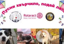 “Пусни хвърчило, подай лапа” в помощ на бездомните животни в Пловдив Podai lapa