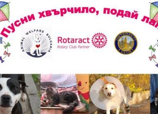 “Пусни хвърчило, подай лапа” в помощ на бездомните животни в Пловдив Podai lapa