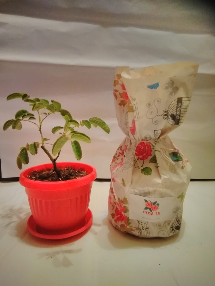 Bulgarska roza za teb Bulgarska roza za teb