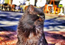 Интересни митове и легенди за котките Kotka