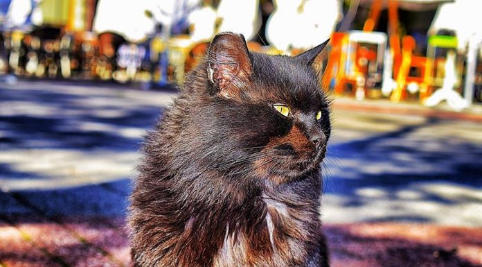 Интересни митове и легенди за котките Kotka