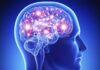 Мозъкът и как да го стимулираме Мозъкът и как да го стимулираме