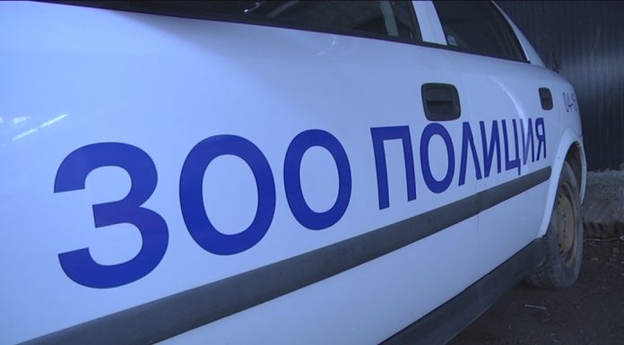 СДВР разяснява процедурата на Зоополицията след сигнал на Plovdiv Town Zoopoliciq