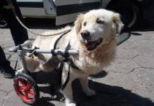 Dog Help: Осиновете животно и спечелете приятел за цял живот Dog Help