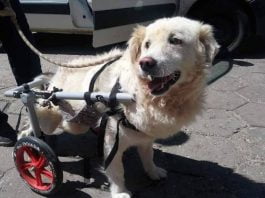 Dog Help: Осиновете животно и спечелете приятел за цял живот Dog Help