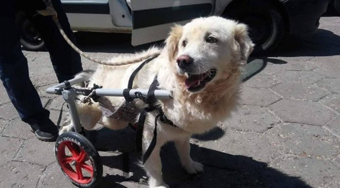 Dog Help: Осиновете животно и спечелете приятел за цял живот Dog Help