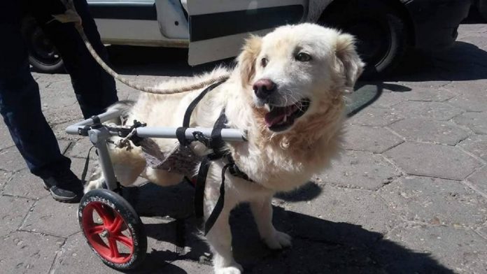 Dog Help
