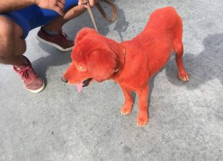 Боядисаното кученце от село Нова Черна вече е в безопасност Реди