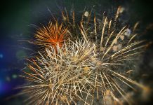 Зарята на Съединението (Фотогалерия) Suedinenie