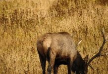 Отбелязваме Световния ден на животните Natural Blend