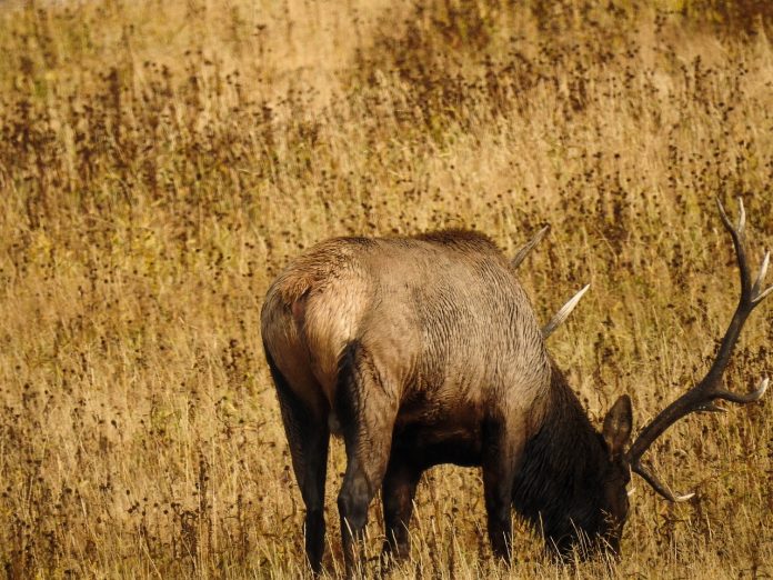 Natural Blend Natural Blend