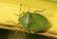 Лято 2018- Сезона на миризливките Palomena.prasina