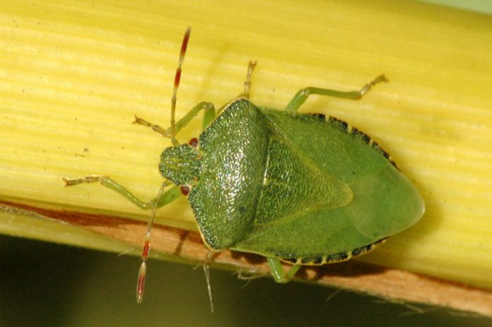 Palomena.prasina