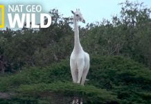 Рядък вид бели жирафи живеят в Кения