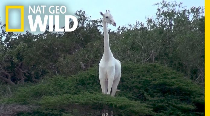 Рядък вид бели жирафи живеят в Кения