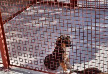 78 кучета са осиновени от Общинския приют в Пловдив (Видео) Priut